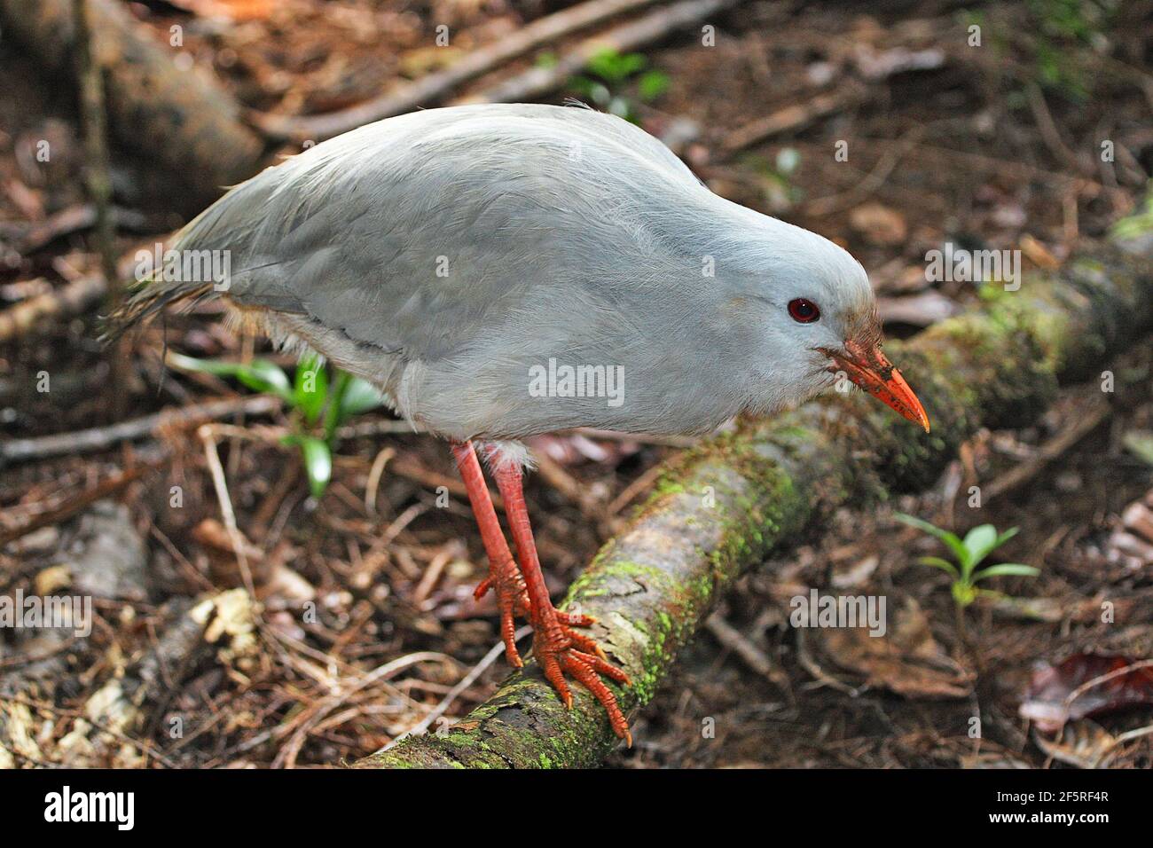 Kagu, endangered bird of New Caledonia Stock Photo