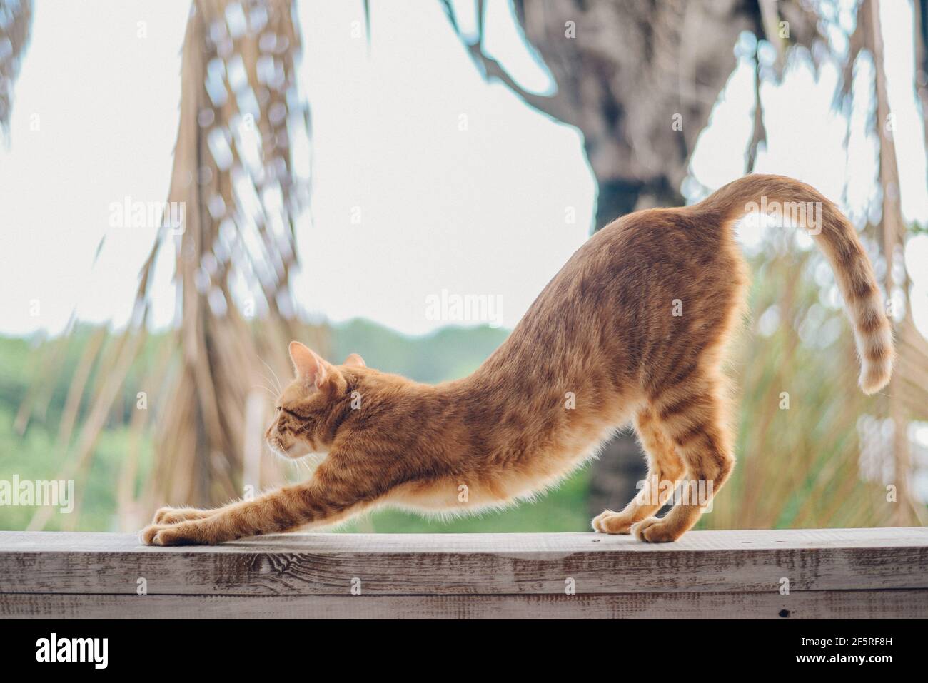 a cat stretches when waking up from a nap Stock Photo - Alamy