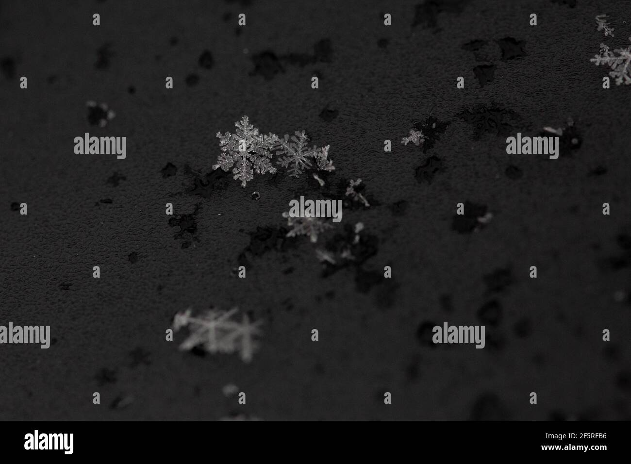 Close up macro photo of snowflake Stock Photo
