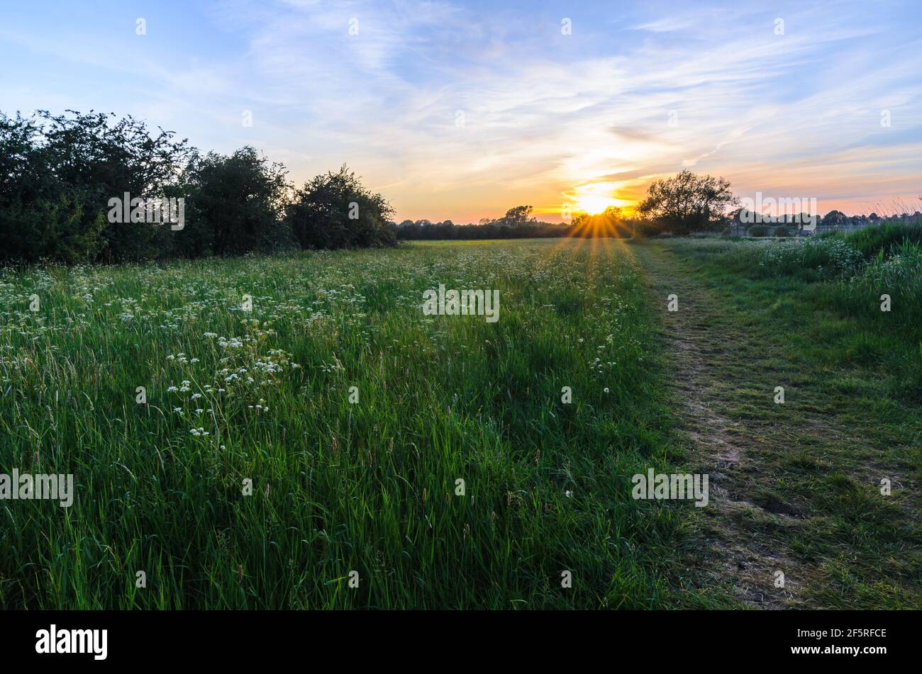 The sun setting over fields of wild flowers bordering the river avon, in Eckington, Worcestershire, England. Stock Photo