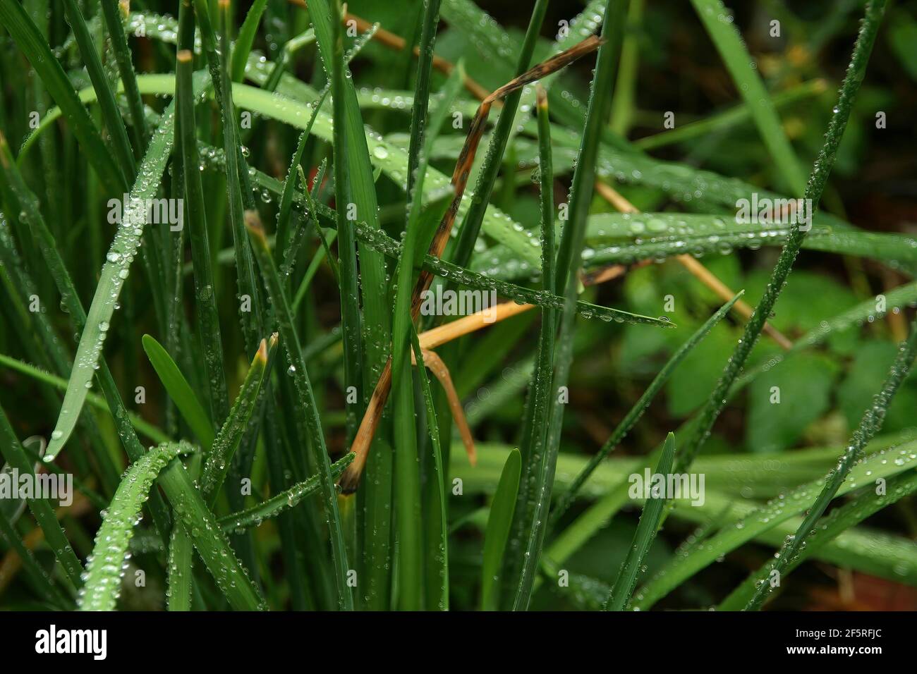 Leaves of grass, covered with rain drops,Seattle,Washington Stock Photo