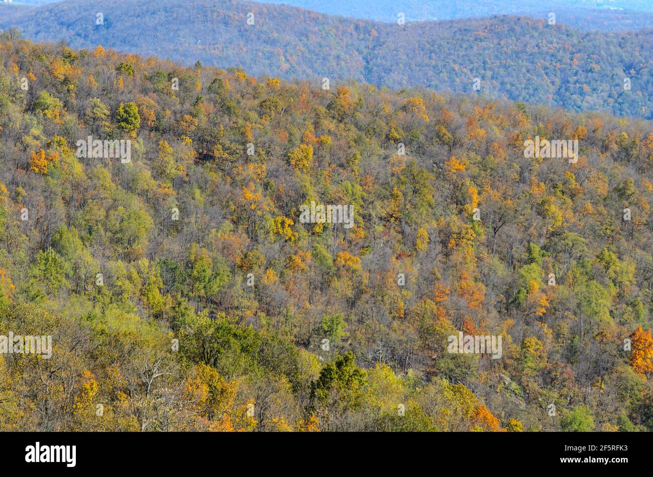 A view of the fall trees in Shenandoah National Park, with reds, golds, yellows and greens on display. Stock Photo