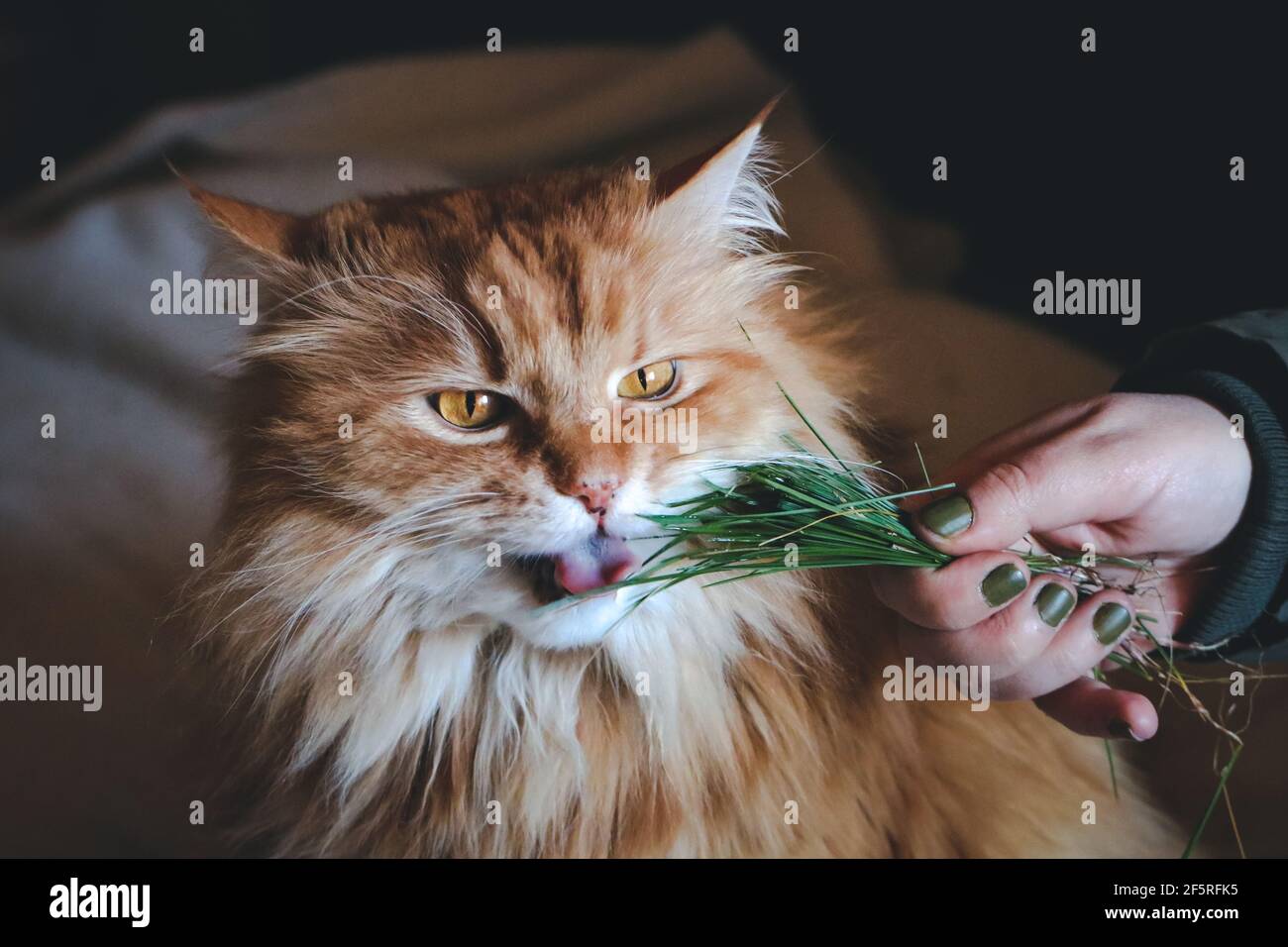 Ginger fluffy cat eating grass Stock Photo