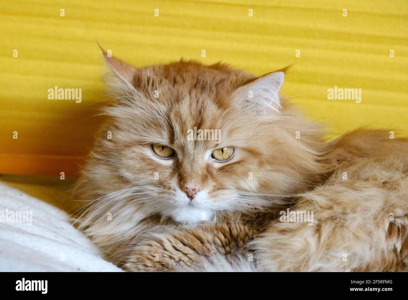 Ginger fluffy cat relaxing at home Stock Photo
