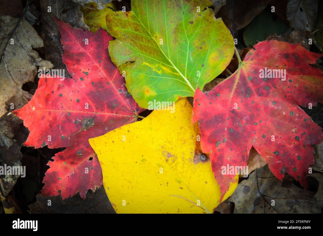 A close-up of the different colors of autumn / fall leaves on the floor of Shenandoah National Park Stock Photo