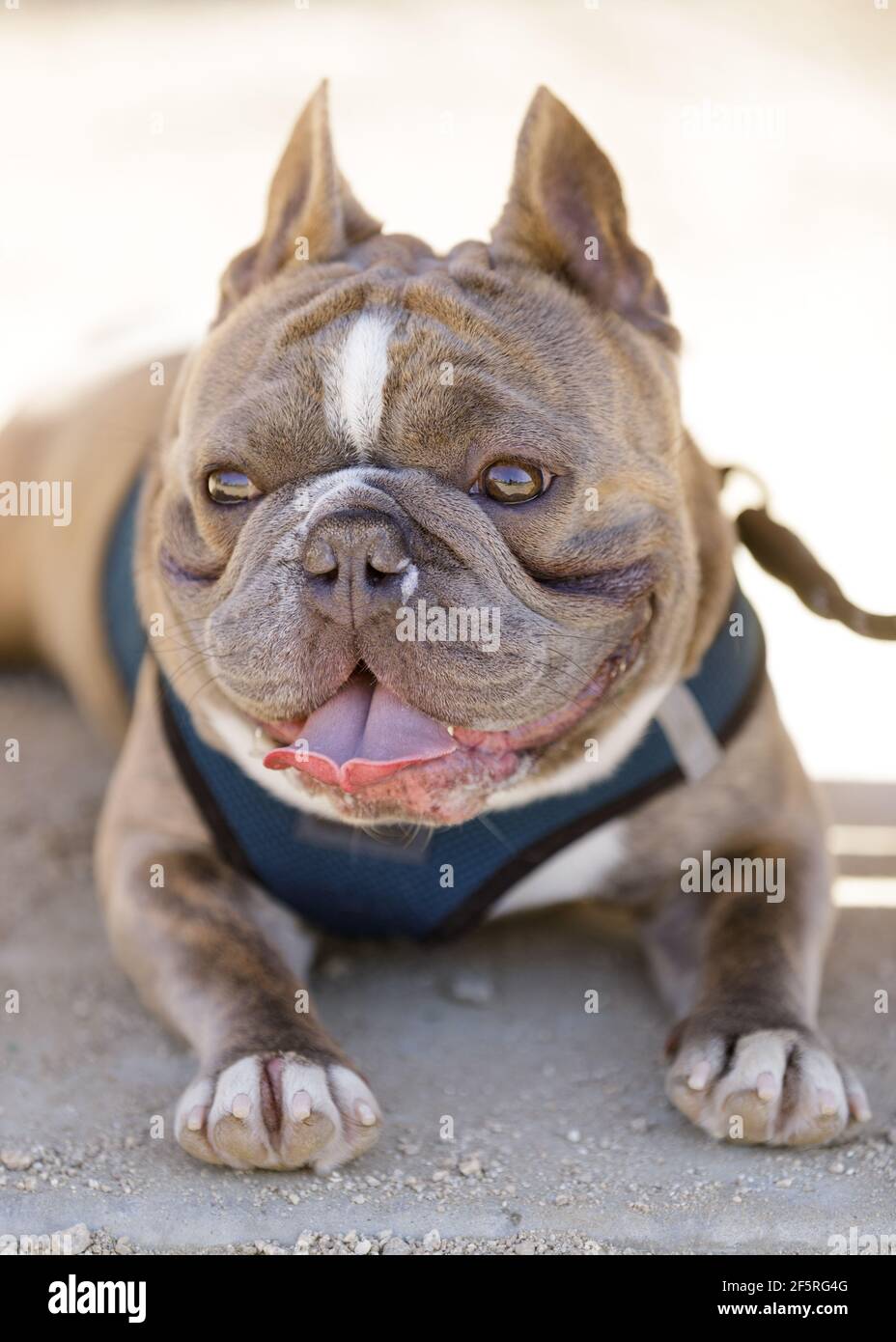 1-Year-Old Brindle French Bulldog Male Cooling Down in Shade. Off-leash dog park in Northern California. Stock Photo