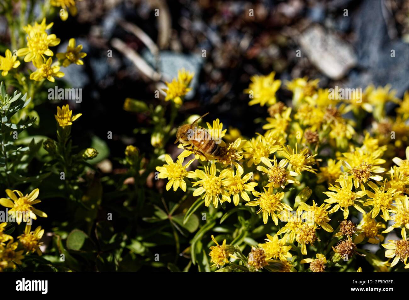 Solidago leiocarpa, common name Cutler's alpine goldenrod, is a plant species native to mountainous portions of Québec, New England, and New York. Stock Photo