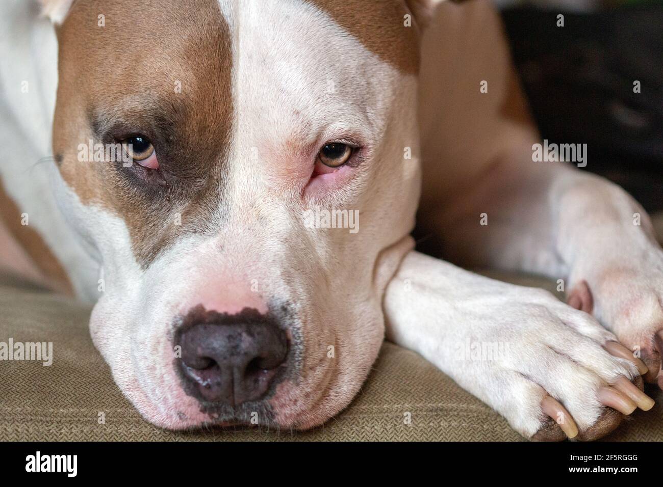 A mixed breed dog (American Staffordshire Pit Bull Terrier and American Pit Bull Terrier) (Canis lupus familiaris) looks straight into the camera Stock Photo