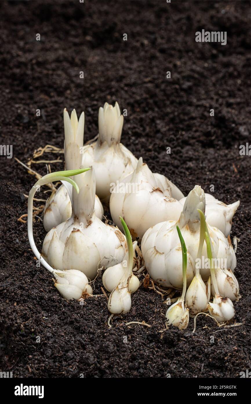 What Do Easter Lily Bulbs Look Like edu.svet.gob.gt