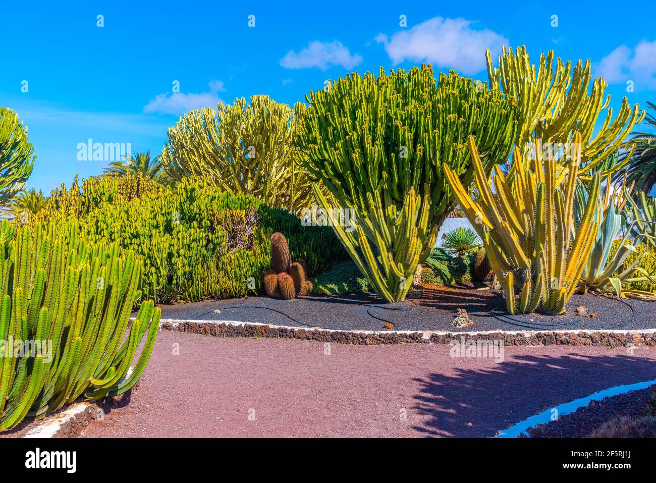 cactus price Buy Argentine Giant Cactus Phoenix, AZ | Echinopsis candicans main image 0