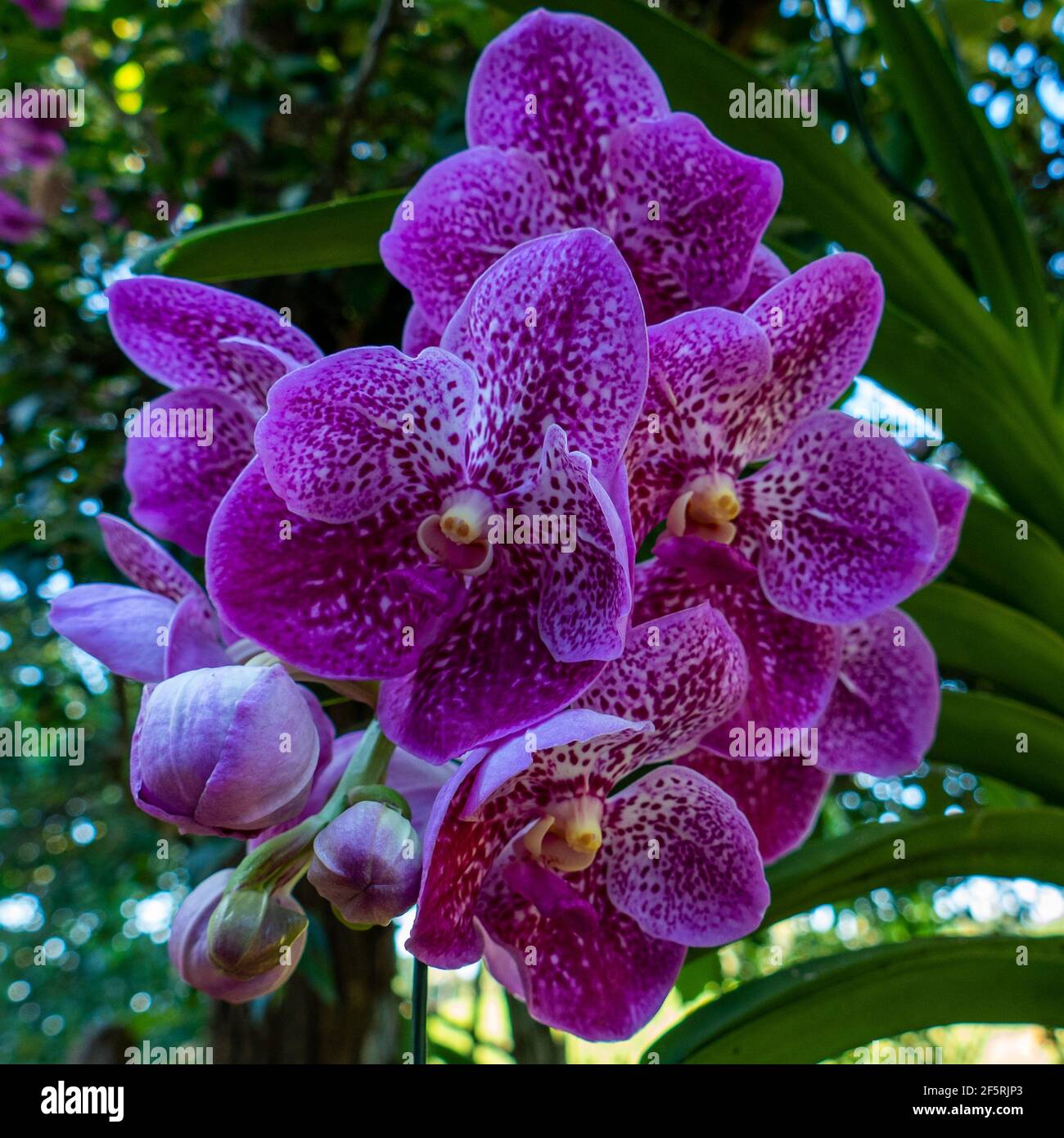 Pink Vanda Orchid. Close up in Anchieta, State of Espirito Santo, Brazil. Stock Photo