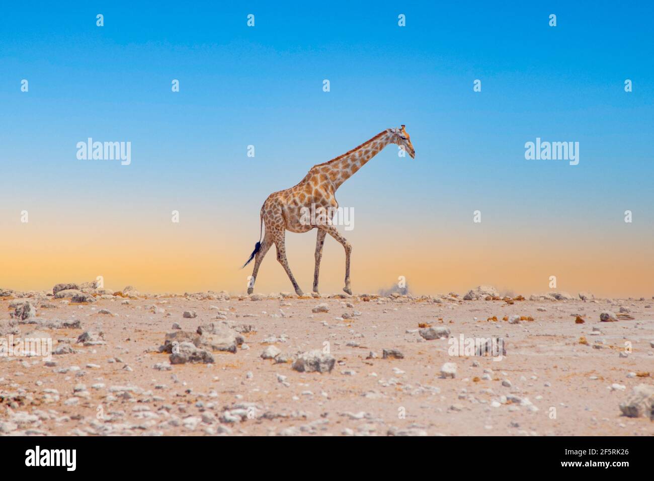 Tired giraffe walks on horizon Stock Photo