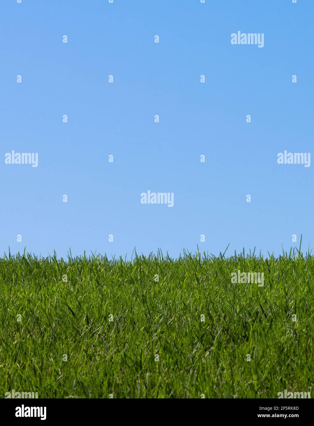 green grass and clear blue sky background image with copy space Stock ...
