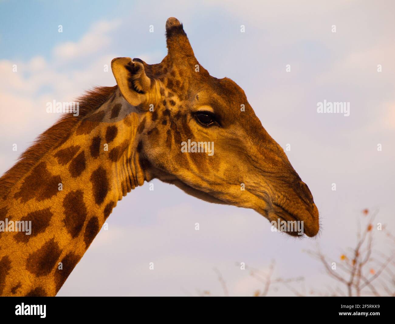 Giraffe portrait Stock Photo