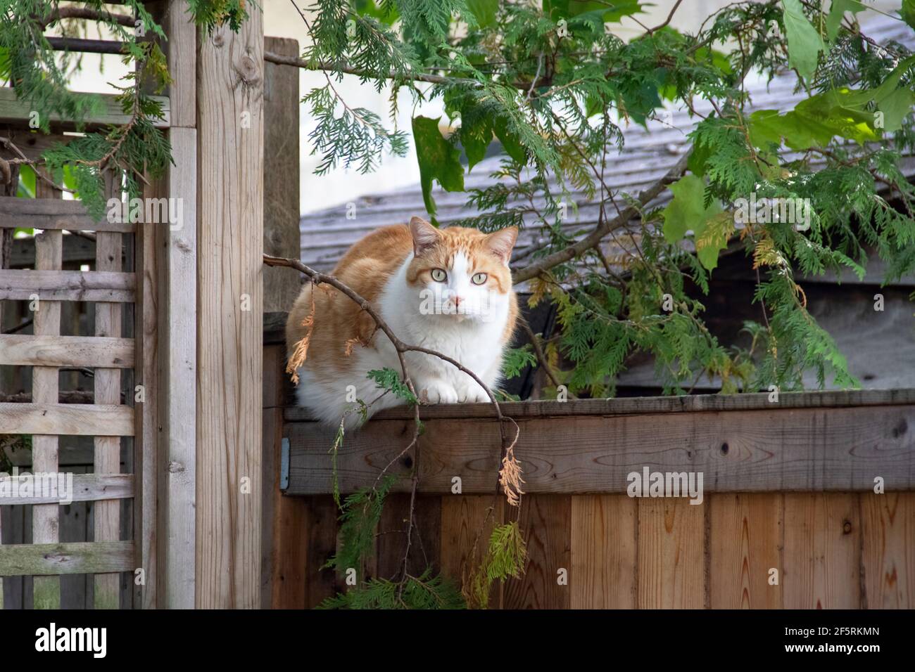 Outdoor cat with gorgeous bright green eyes resting on a neighbour's fence Stock Photo