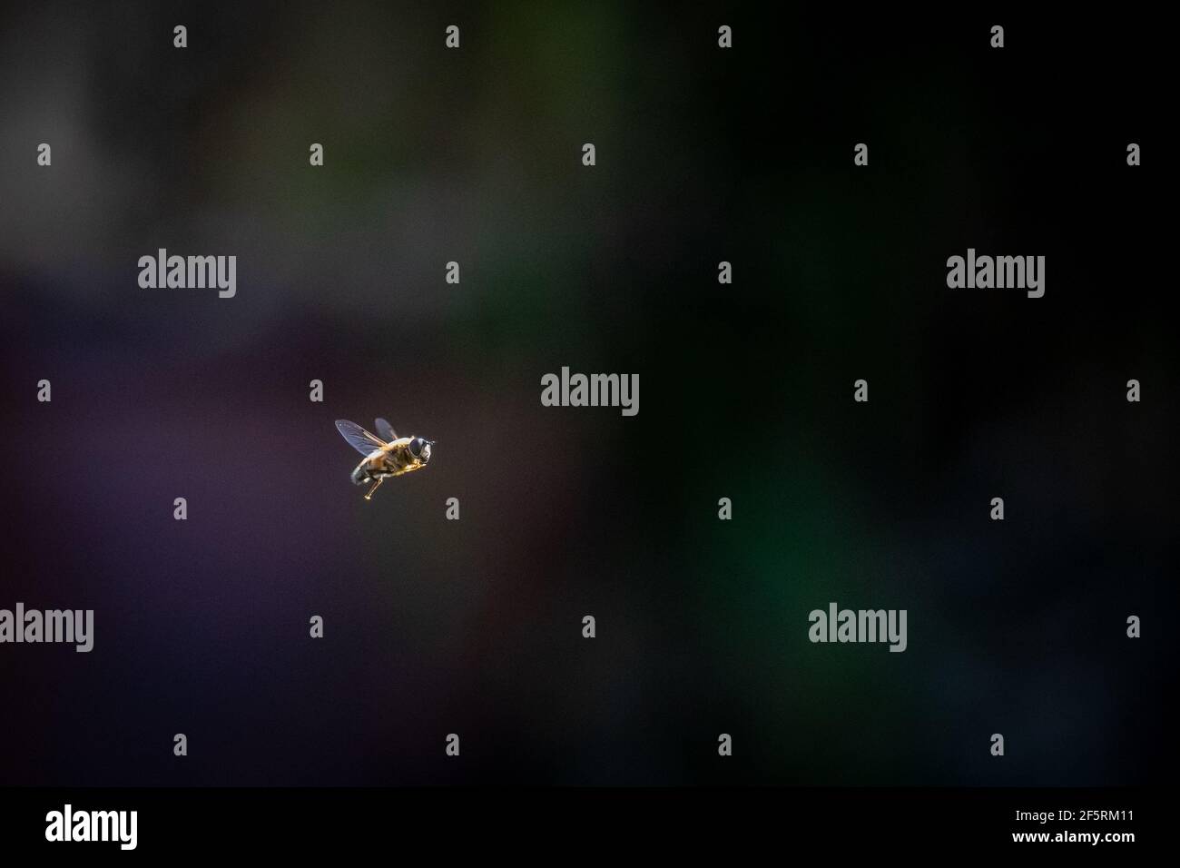 Buzzing bee flying in the air Stock Photo - Alamy