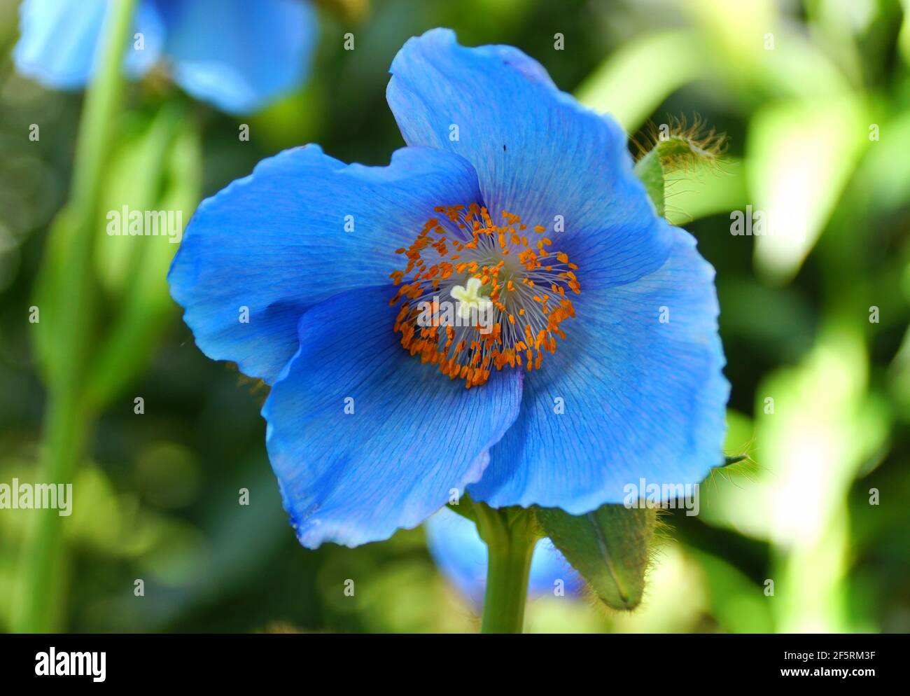 Close up of a beautiful Blue Poppy 'Lingholm' flower Stock Photo