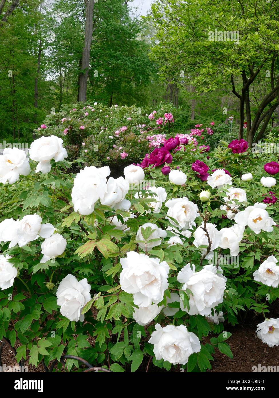 A Variety of Colors in an Enchanted Peonies Garden Stock Photo Alamy