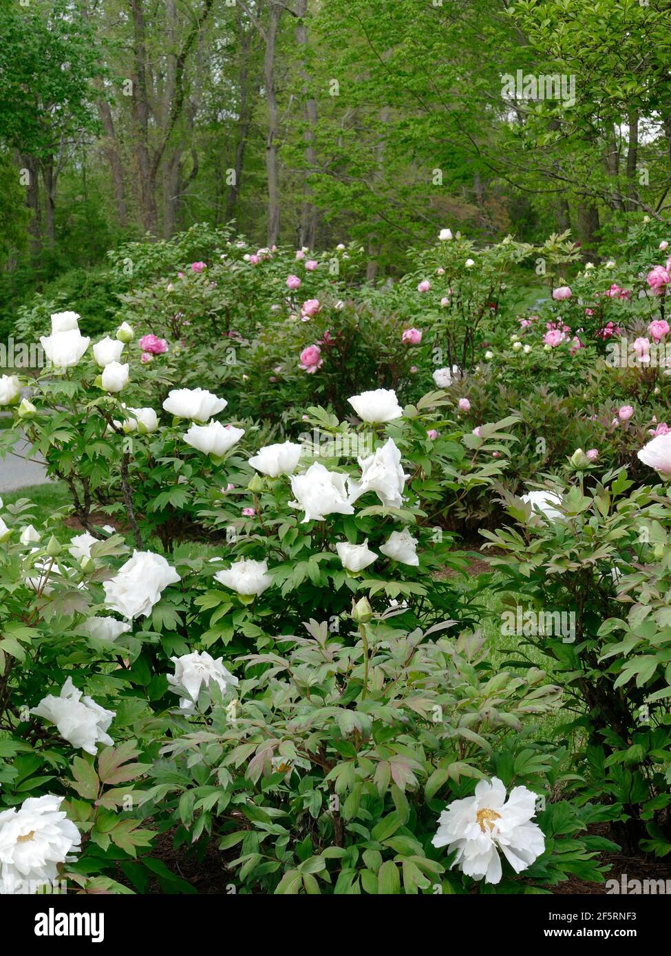 A Variety of Colors in an Enchanted Peonies Garden Stock Photo Alamy