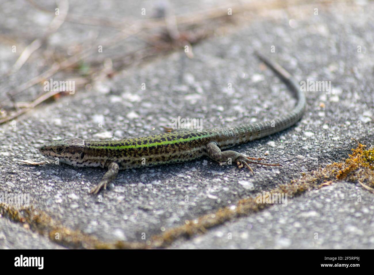 European Lizard with green skin colors warming on the sun Stock Photo