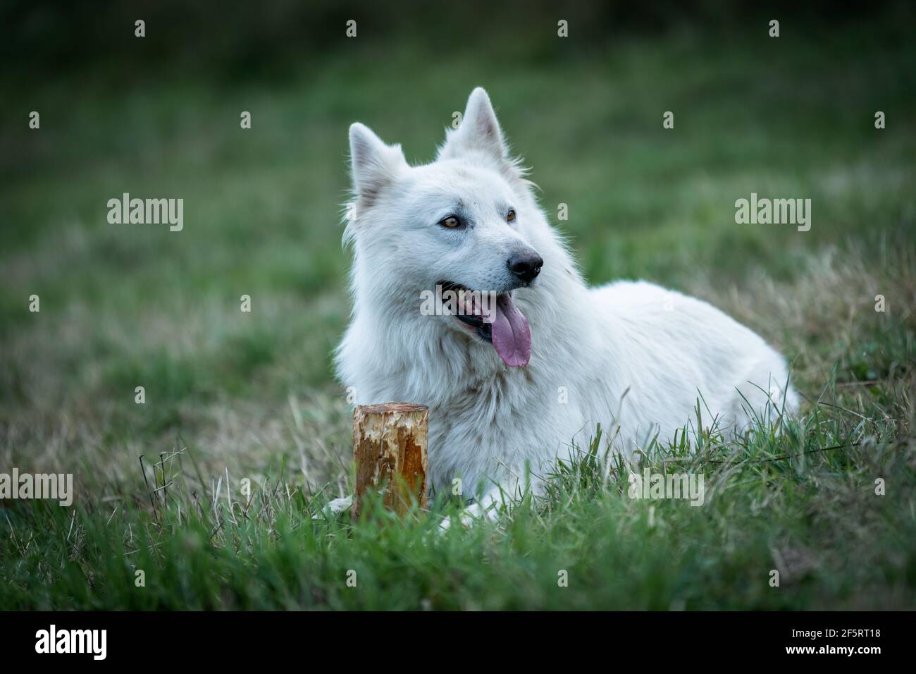 Swiss white shepherd dog in the green grass Stock Photo