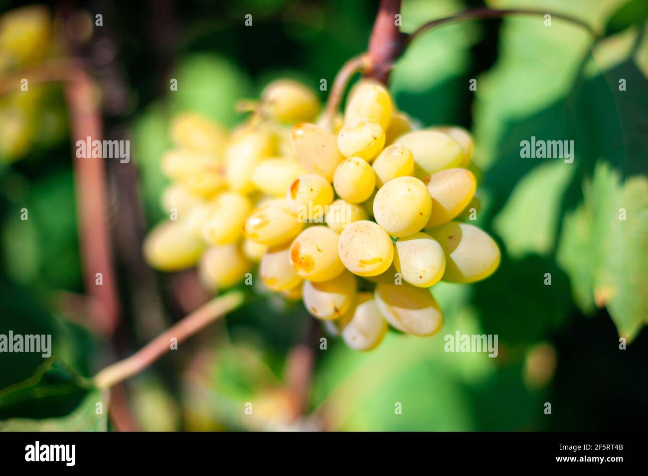 Grapes Thompson Seedless Vine Type Stock Photo Alamy