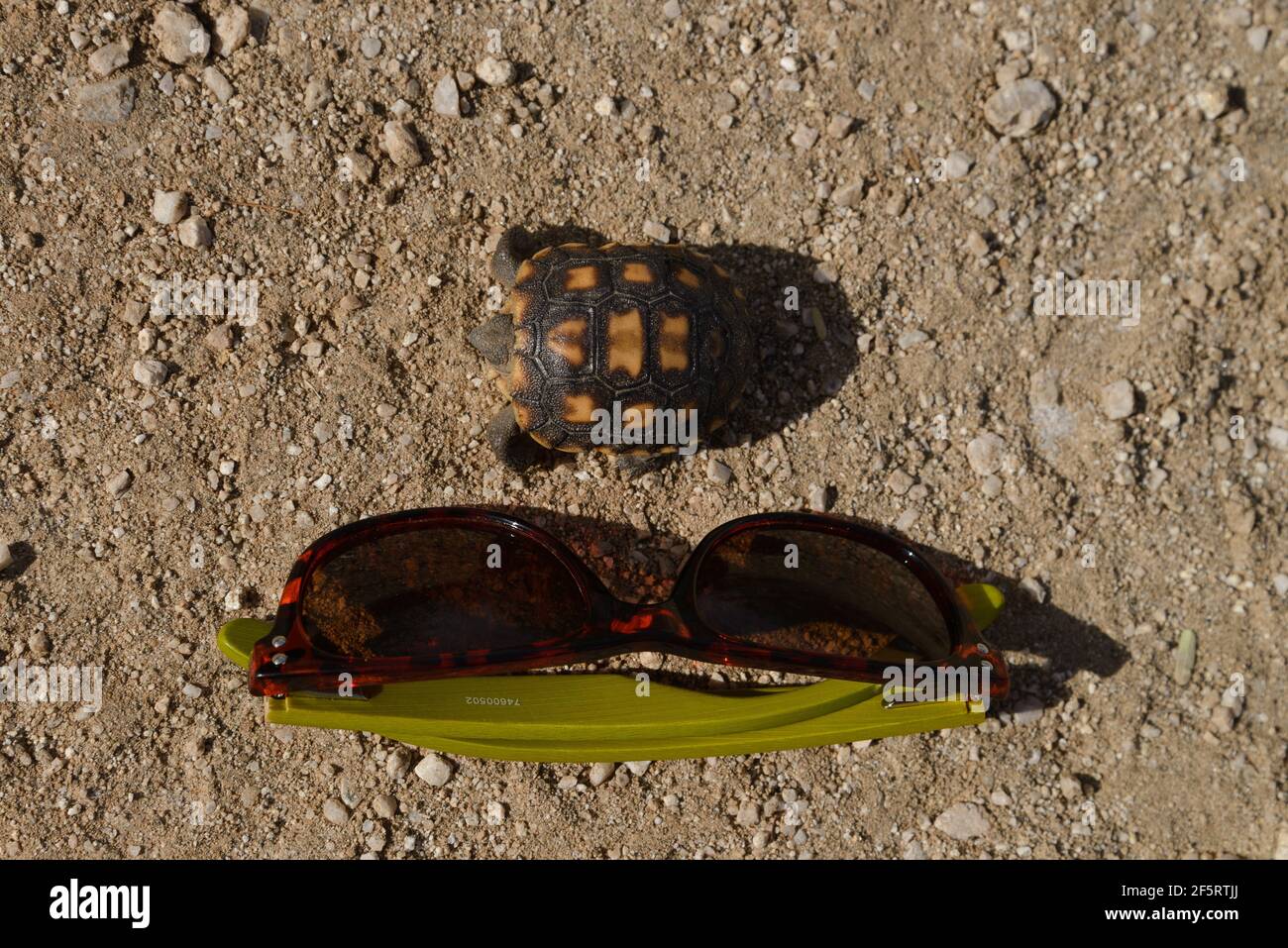 A recently hatched desert tortoise next to sunglasses for size comparison, Sonoran Desert, Catalina, Arizona, USA. Stock Photo