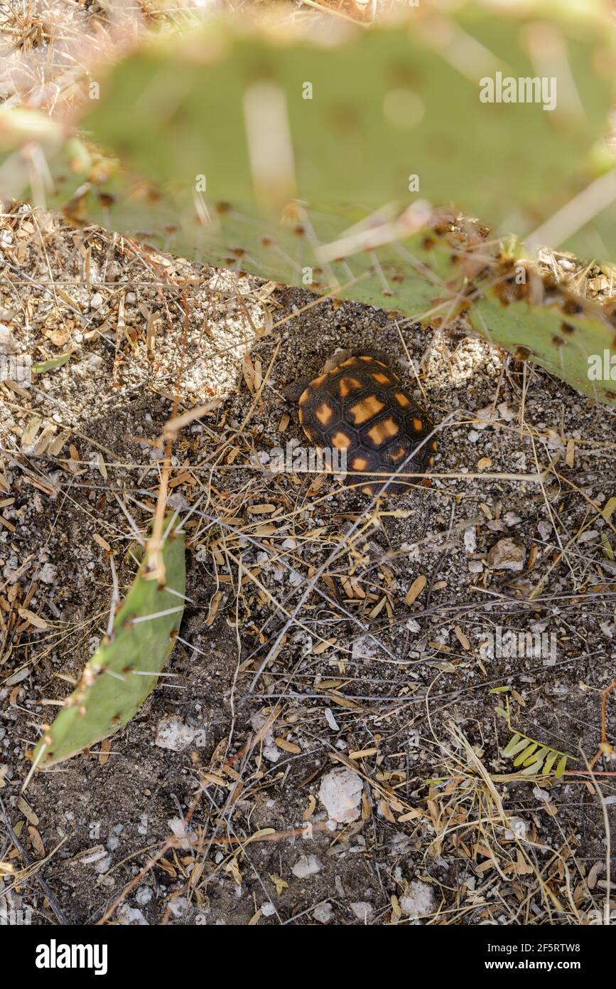 A recently hatched desert tortoise sits under a prickly pear cactus, Sonoran Desert, Catalina, Arizona, USA. Stock Photo
