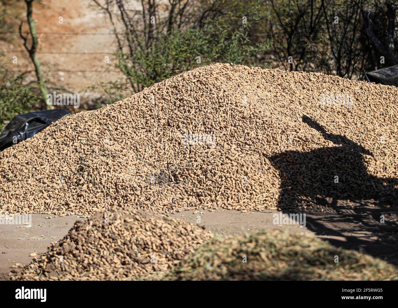 Cacahuates pepitas o messicana pipas snack salati in città del messico Foto  stock - Alamy