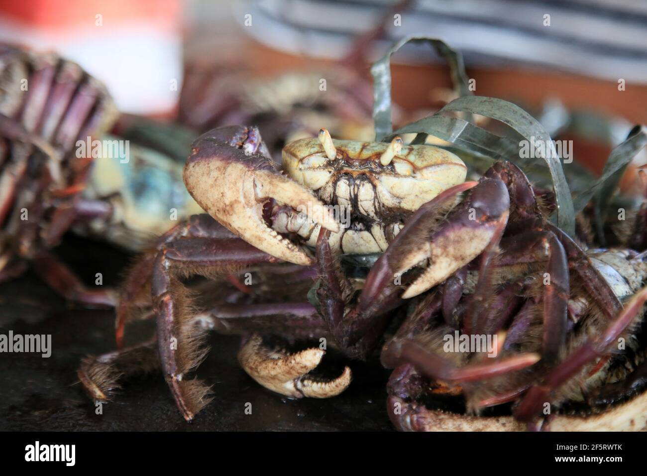 salvador, bahia, brazil - february 4, 2021: uca crab - Ucides cordatus - is seen for sale at the Itapua Municipal market in the city. *** Local Captio Stock Photo