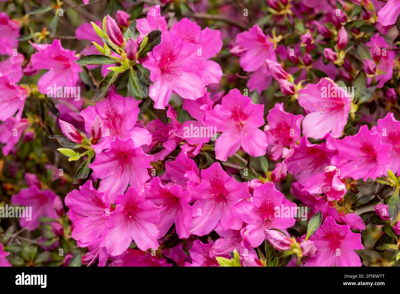 Azalea Bloom in March Stock Photo
