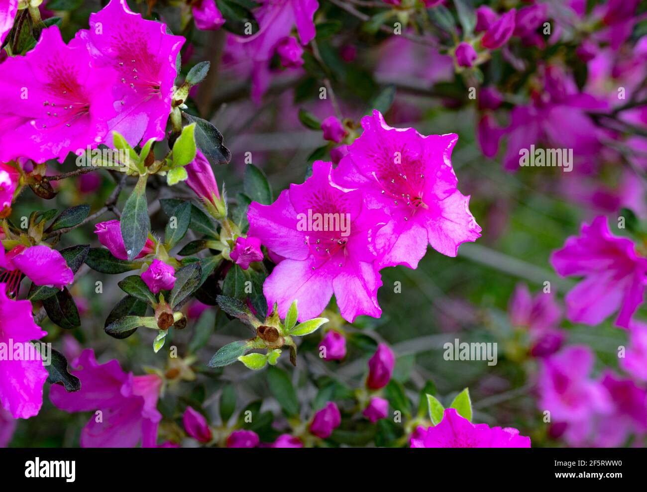 four o'clock flower beauty of the night/Mirabilis jalapa, the marvel of Peru or four o'clock flower, is the most commonly grown ornamental. Stock Photo