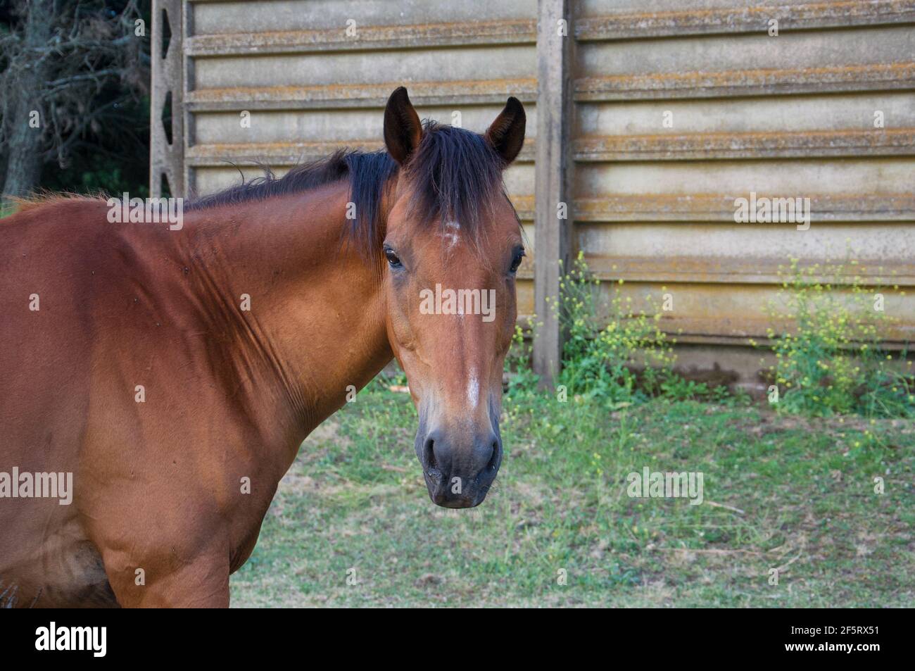 A horse on the farm Stock Photo