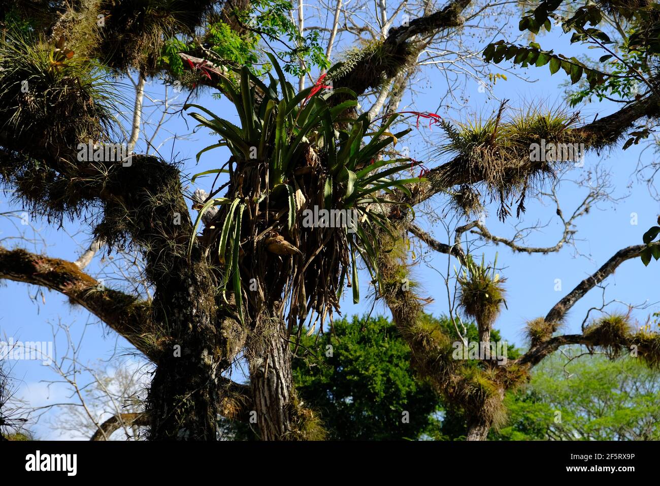 Honduras Copan  Ruinas - Arboreal orchids in Ruins of Copan Stock Photo
