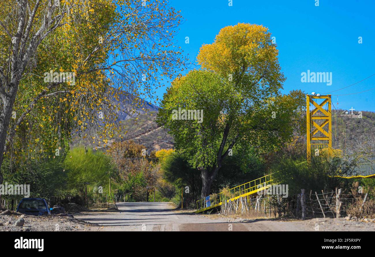 San Felipe de Jesús Mpo. San Felipe de Jesús, Sonora, Mexico. Poplar tree, Autumn, Winter