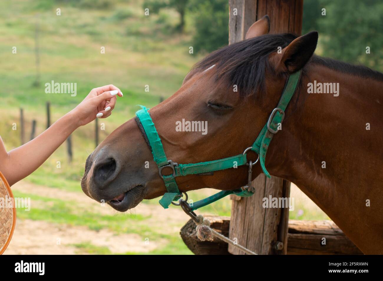 Human Touch on a Horse. Horse Enjoy the Human Touch and Smiling Stock