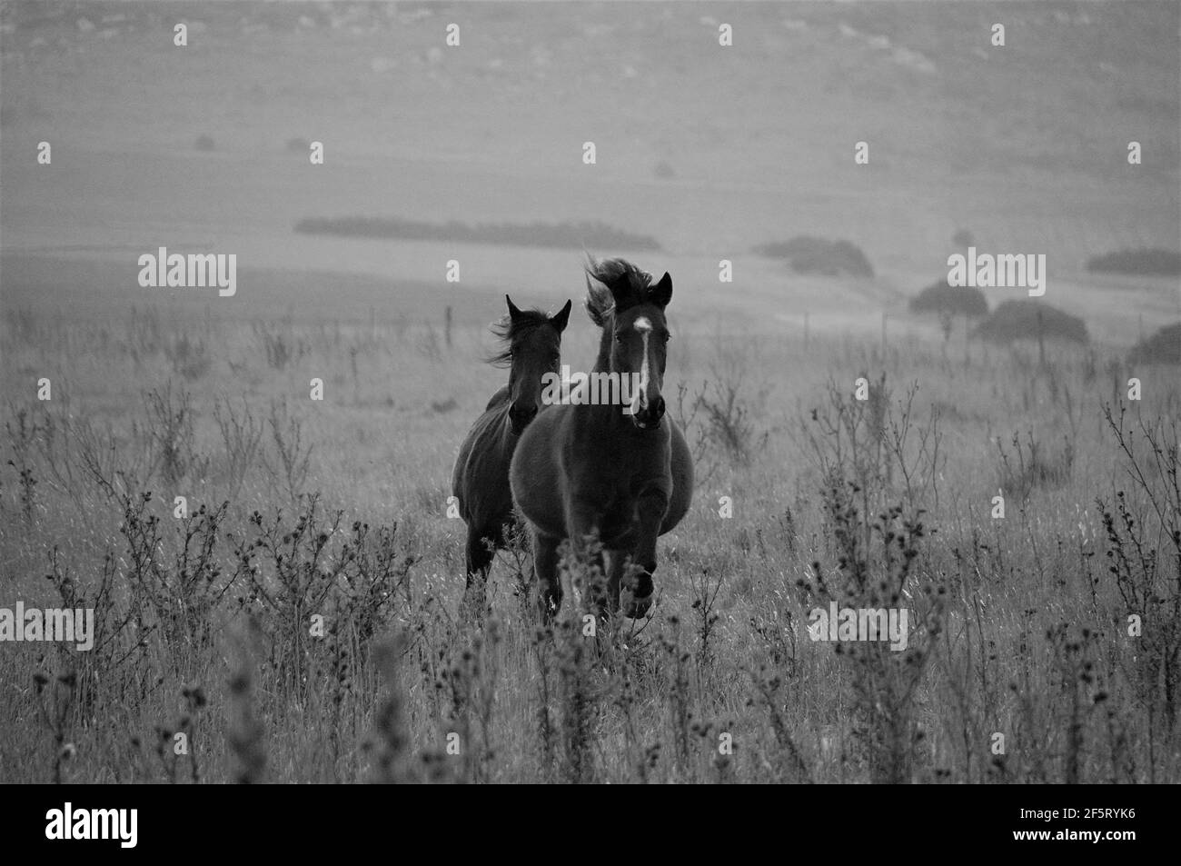Horses galloping in a field of Argentina Stock Photo