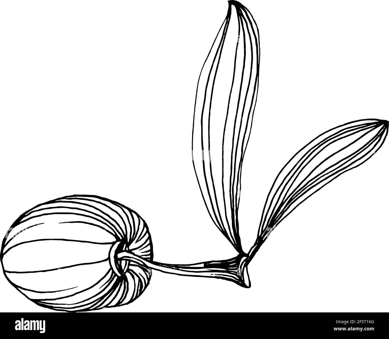 Olive sketch element. Olive branches isolated. Vector hand drawing illustration. Stock Vector