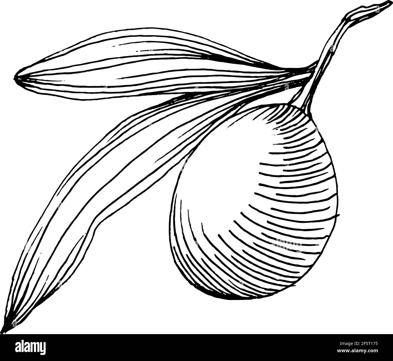 Olive sketch element. Olive branches isolated. Vector hand drawing