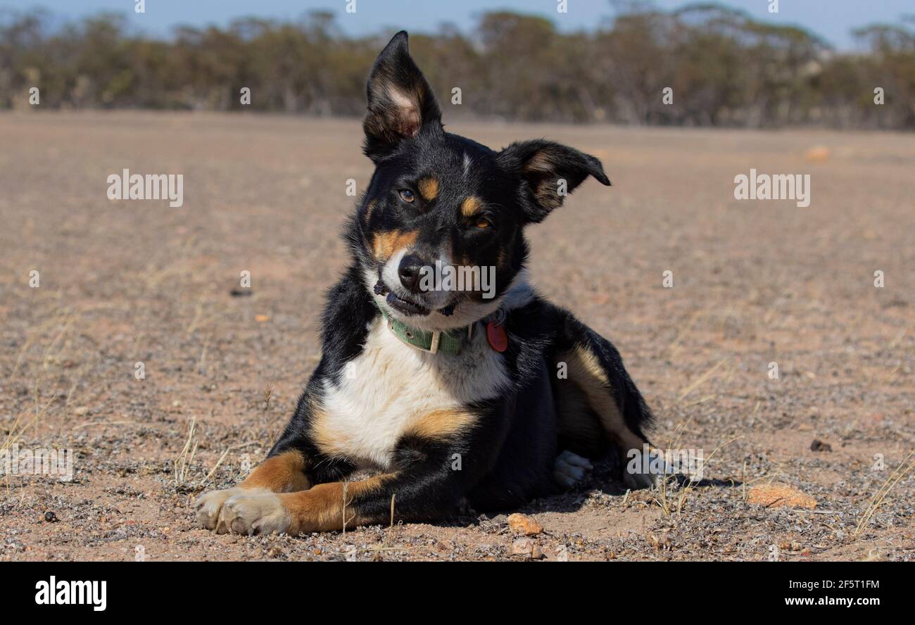 Is A Border Collie A Good Guard Dog