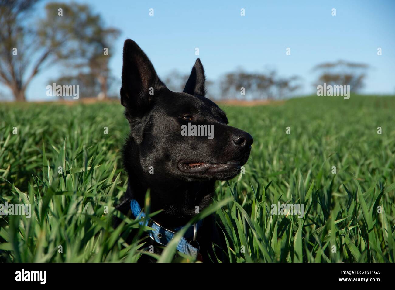 Black kelpie hires stock photography and images Alamy