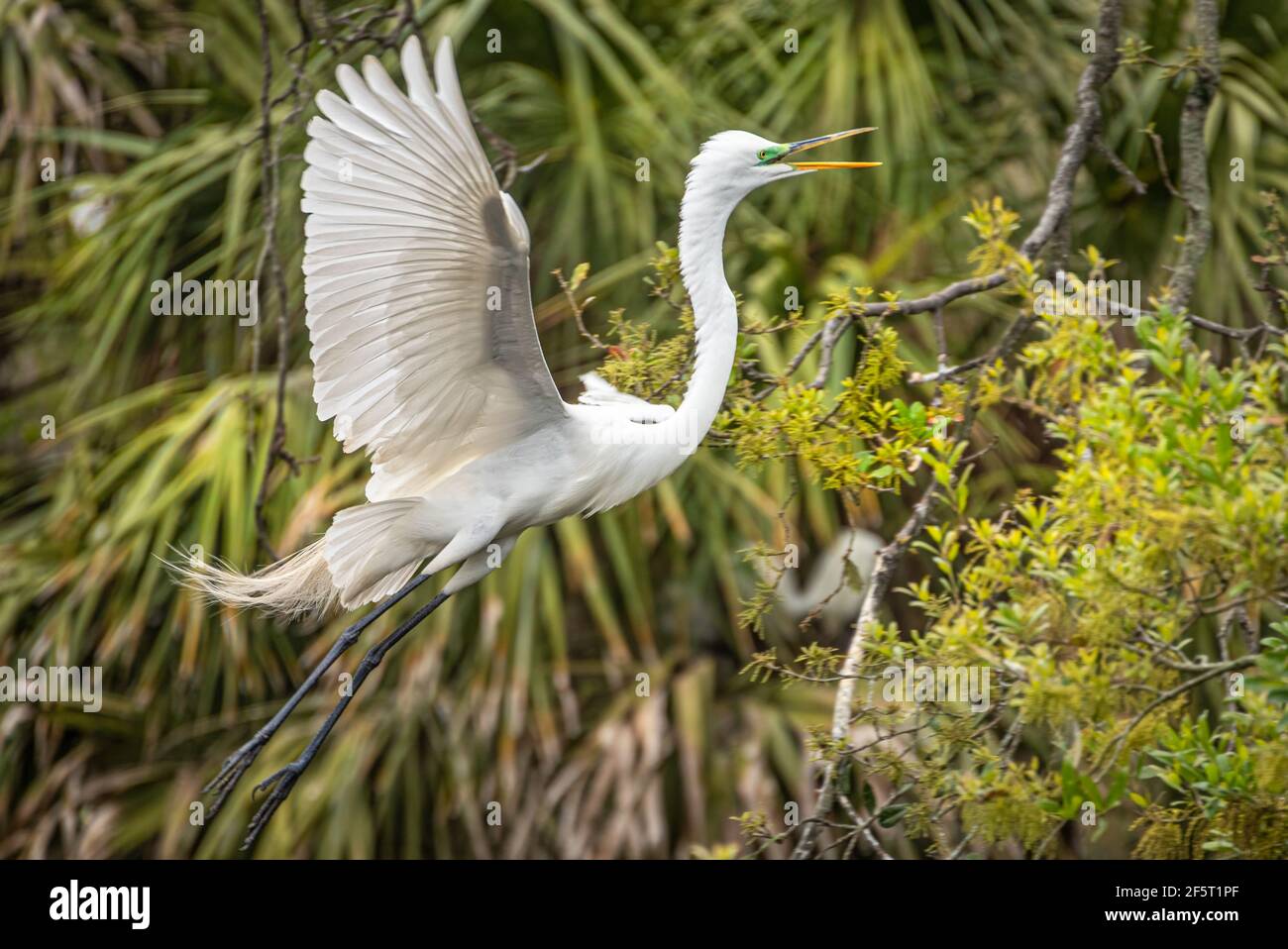 Great egret (Ardea alba) with breeding plumage in flight at a wading bird rookery in St. Augustine, Florida. (USA) Stock Photo