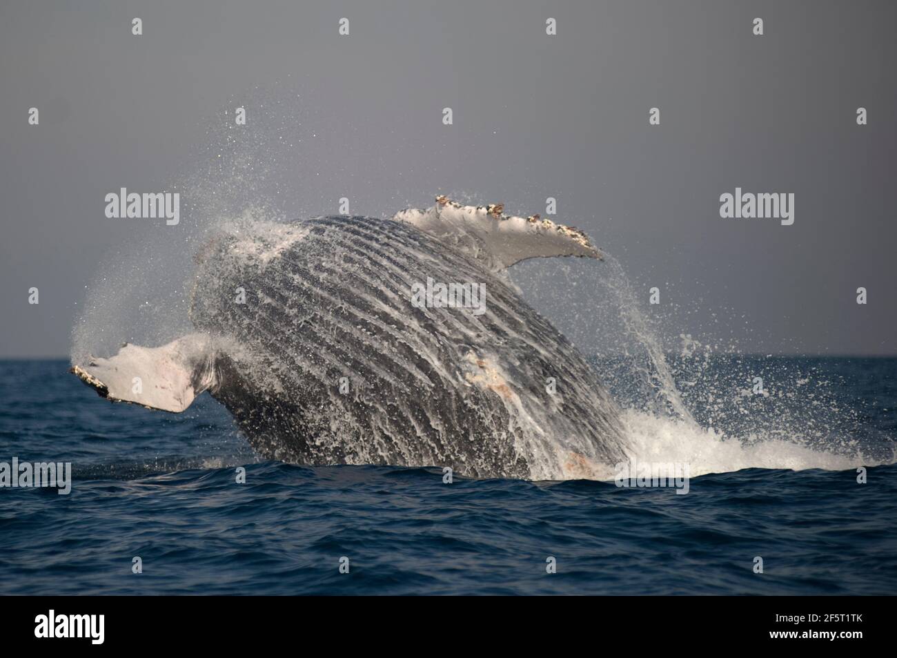 Humpback whale breaching africa hi-res stock photography and images - Alamy