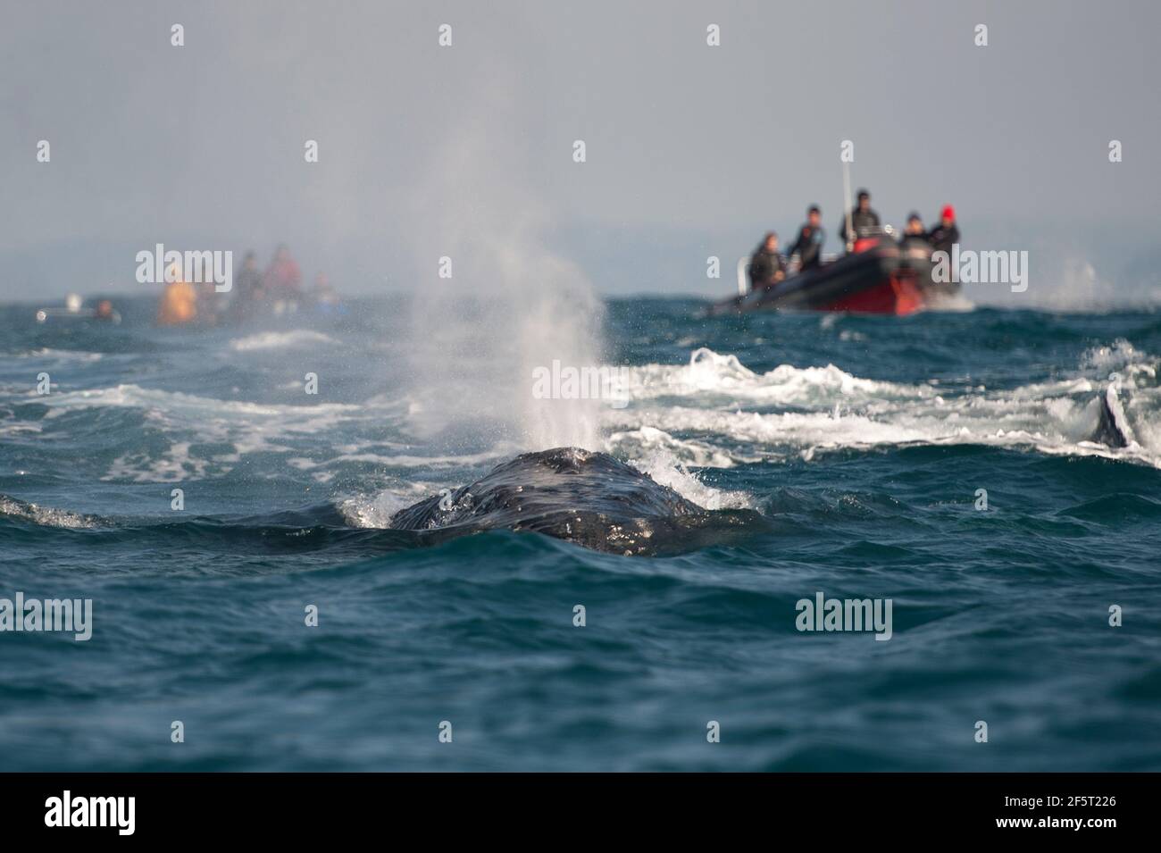 Humpback whale boat hi-res stock photography and images - Alamy