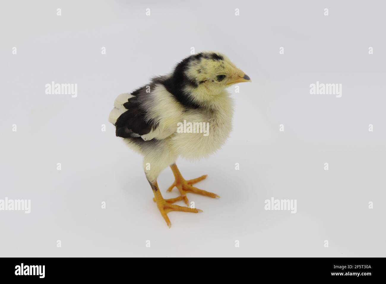 Beautiful black little chick isolated on the white Stock Photo