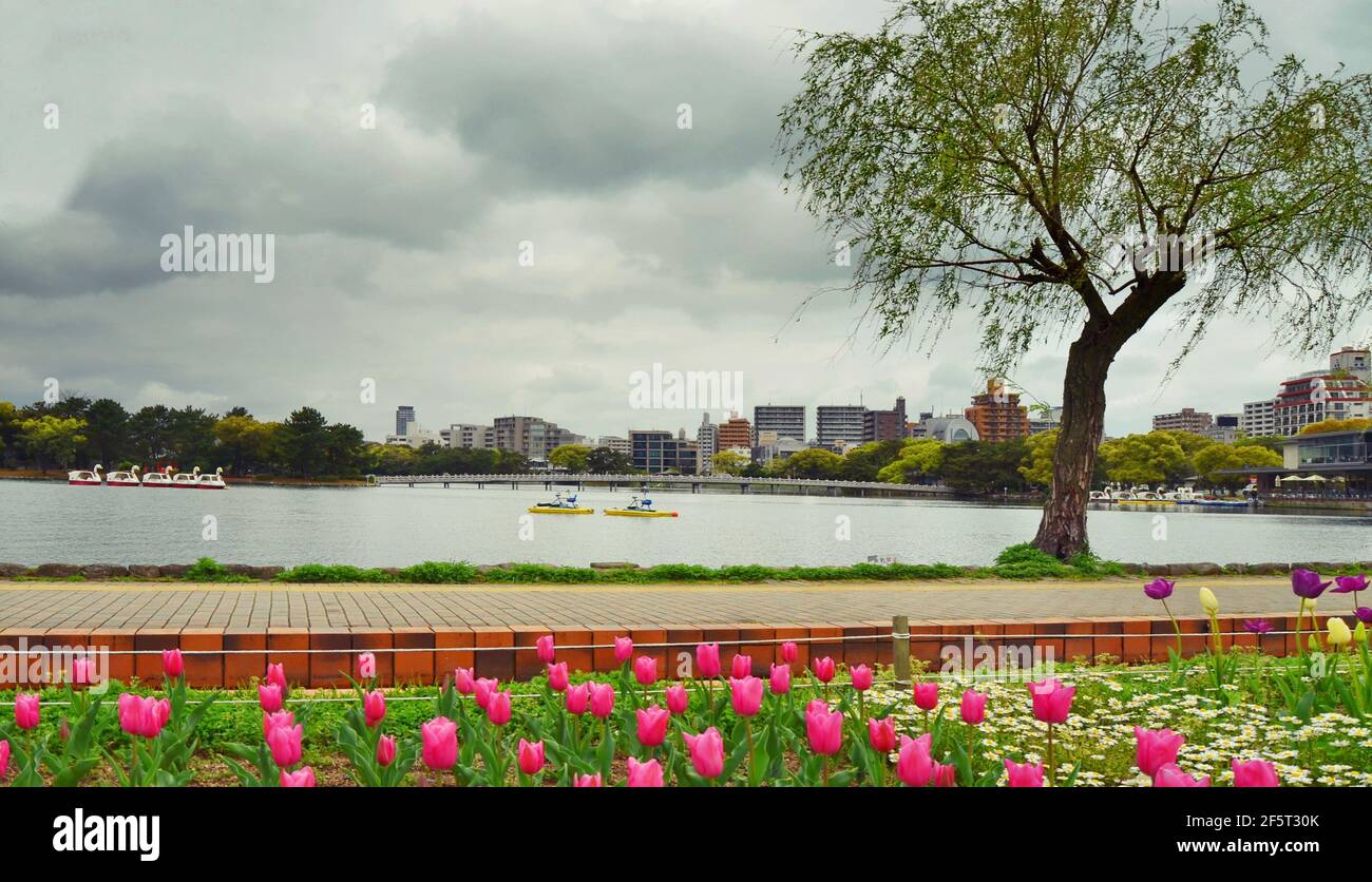 Ohori Park is a pleasant city park in central Fukuoka (Japan) with a large pond at its center. The park was constructed between 1926 and 1929. Stock Photo