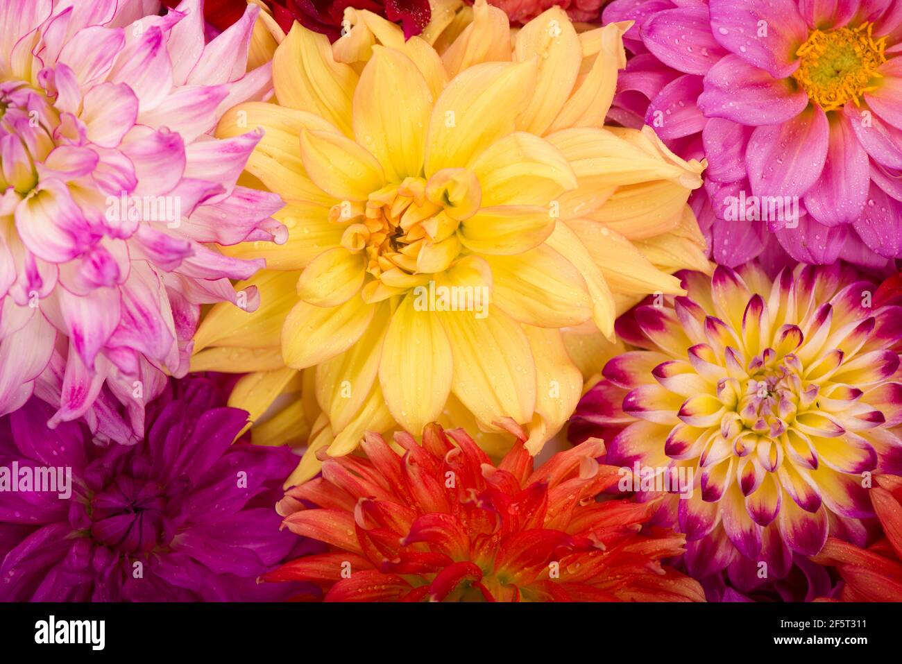 Deautiful flower dahlia isolated on a white background Stock Photo - Alamy