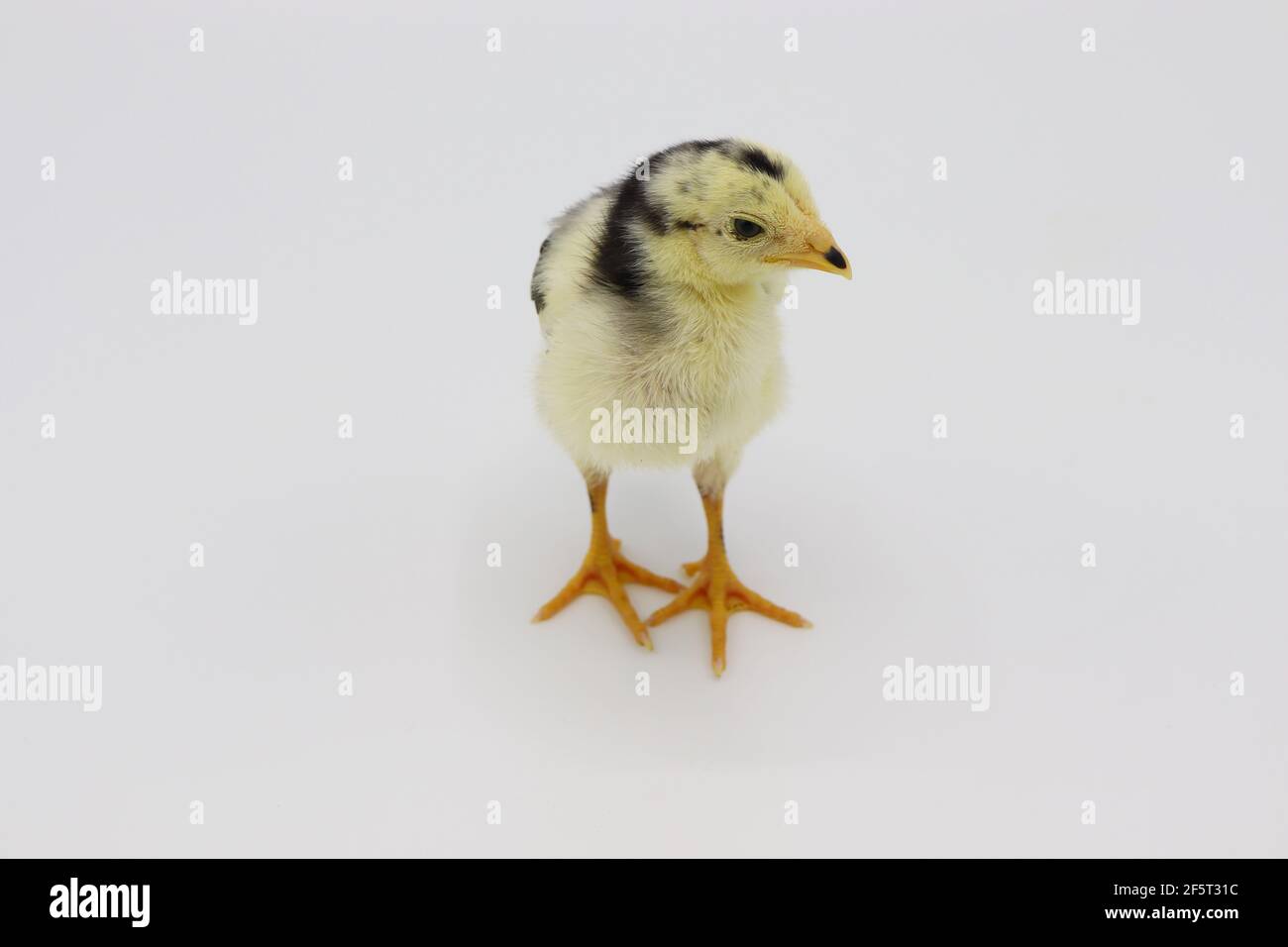Beautiful black little chick isolated on the white Stock Photo - Alamy