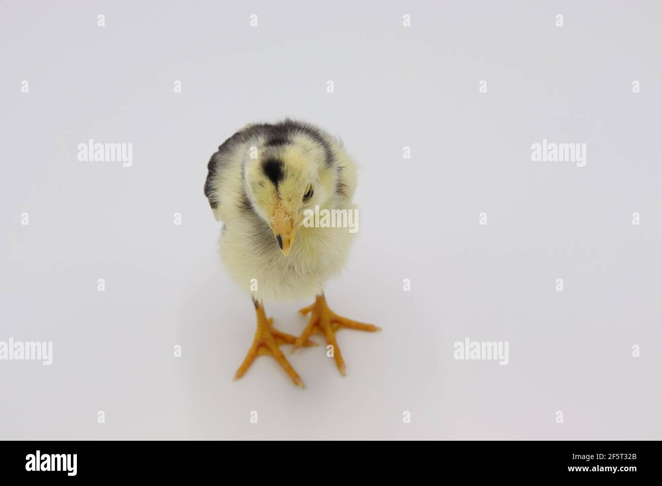 Beautiful black little chick isolated on the white Stock Photo