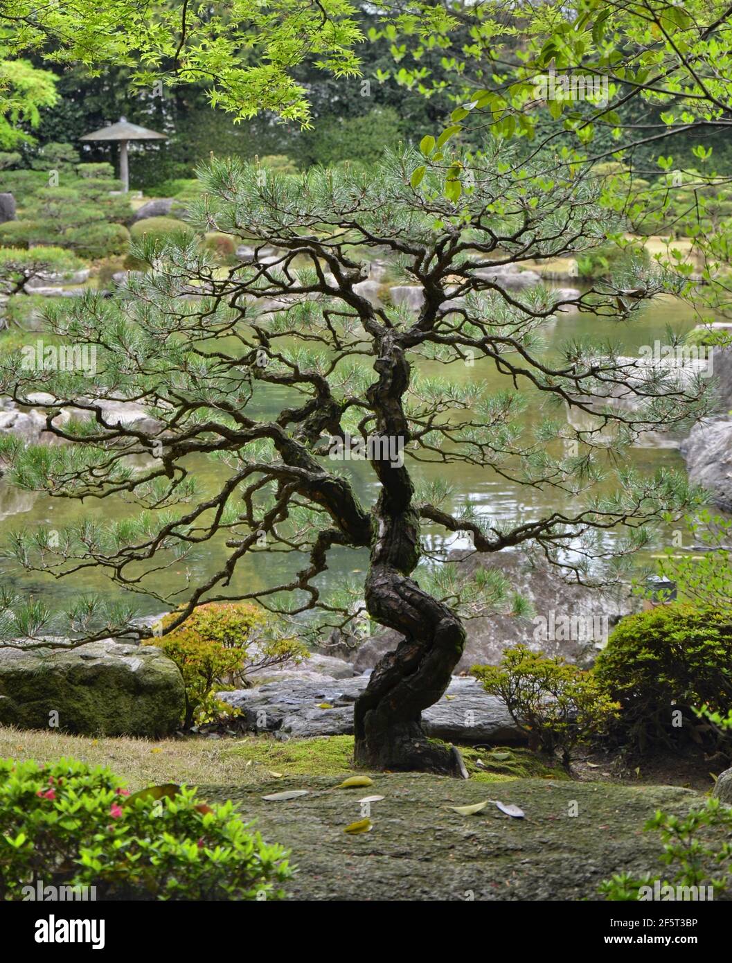 Pine tree at Ohori Park Japanese Garden in Fukuoka city, Japan Stock Photo